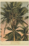Picture of Rare Specimen of Coconut Tree