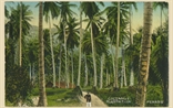 Picture of Coconut Plantation