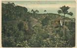 Picture of Nutmeg & Clove Plantation