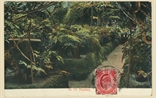 Picture of Fernery
