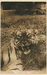 Picture of A Malayan Tiger
