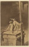 Picture of A Monkey In Captivity