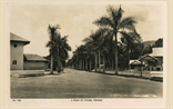 Picture of A Road of Palms