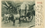Picture of Bullock Cart, Singapore