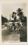 Picture of Bullock Cart Typical of Penang