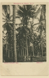Picture of Curious Coconut Tree