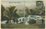 Picture of Malayan Jungle, Selangor
