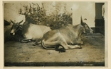 Picture of Indian Cow
