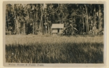 Picture of Malay House and Paddy Field
